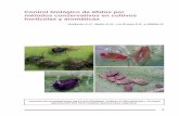 Control biológico de áfidos por métodos conservativos en cultivos ...