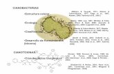 CIANOBACTERIAS •Estructura celular •Ecología •Clasificación ...