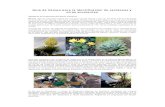 Guía de Campo para la identificación de cactáceas y otras suculentas