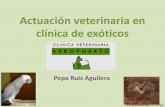 Actuación veterinaria en animales exóticos