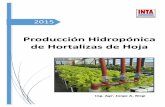 Producción Hidropónica de hortalizas de hoja