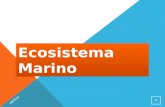 Ecosistema Marino / Marine ecosystems