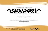 Pequeño Atlas de Anatomía Vegetal
