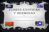 Flores Exoticas y Hermosas