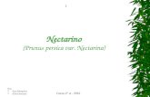 Nectarino Sarasilvia2 A