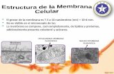 Estructura de la Membrana  Celular