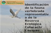 Reserva ecológica cotacachi cayapas