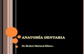 Anatomia dentaria generalidades