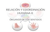 7. Relación y coordinación humana II