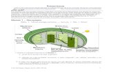 Fotosíntesis. Fases independiente y dependiente de la Luz. Guía basada en modelos, 1º y 3º Medio, Biología