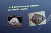 Los 6 animales mas extraños del mundo marino.