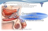 Organos reproductor masculino