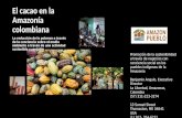 Producción de cacao en la Amazonia colombiana