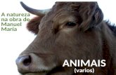 Manuel María: a natureza, os animais