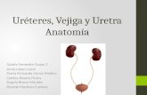 Anatomia de uréteres, vejiga y uretra.