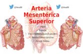 Anatomía - Arteria mesentérica superior (Arterias Cólicas, Arco de Riolano)