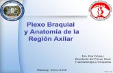 Anatomía de fosa axilar y plexo braquial