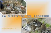 La nutrición del leopardo