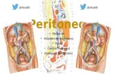 Anatomía - Peritoneo (Mesos, Epiplones, Ligamentos)