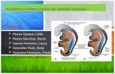 Embriología del Aparato Urinario