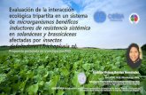 Seguridad Alimentaria-EVALUACIÓN DE LA INTERACCIÓN ECOLÓGICA EN UN SISTEMA DE MICROOGANISMOS BENEFICOS  EN SOLANÁCEAS Y BRASSICÁCEAS AFECTADAS POR INSECTOS