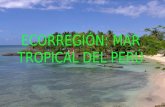 ECORREGIONES: Mar tropical del perú