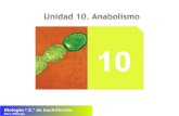 U10 Anabolismo