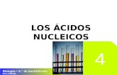 04 Los ácidos nucleicos