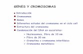 Genes cromosomas
