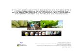 Evaluación de fitotoxicidad de productos fitosanitarios aplicados a ...