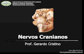 Nervos cranianos e núcleos