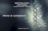Presentación  gametogenesis