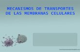 Transporte de la membrana celular 10º 2016