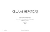 Celulas hepaticas