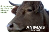 Manuel María: animais