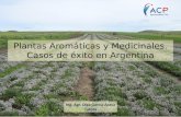 Plantas Aromáticas y Medicinales: casos de éxito en Argentina