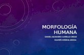 Morfologia humana