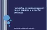 REGIÓN ANTEROEXTERNA DE LA PIERNA Y REGIÓN DORSAL