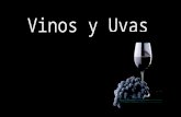 Vinos y uvas