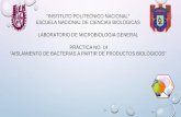 PRÁCTICA NO. 14: AISLAMIENTO DE BACTERIAS A PARTIR DE PRODUCTOS BIOLÓGICOS