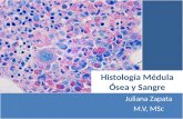 Histología Médula ósea y Sangre