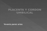 histologia placenta y cordon umbilical