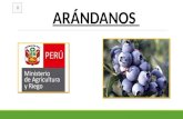 Arandanos - PERU
