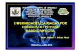 Enfermedades Causadas por Hongos del Phylum (.pdf)