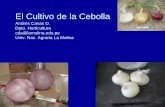 El Cultivo de la Cebolla.pdf