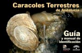 caracoles terrestres de Andaluc­a
