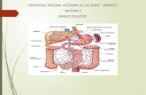 Anatomia glosario