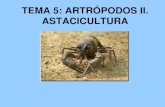 TEMA 5: ARTRÓPODOS II. ASTACICULTURA