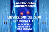 GLANDULAS SUPRARRENALES FISIOLOGIA