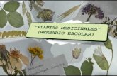 Herbolario "Plantas medicinales"